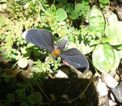 Melanchroia chephise