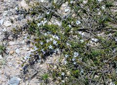 Wahlenbergia calcarea