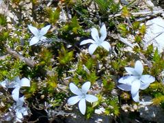 Wahlenbergia calcarea