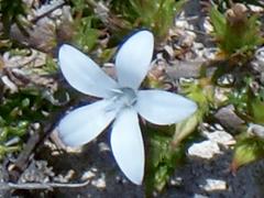 Wahlenbergia calcarea