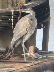 Ardea herodias