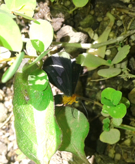 Melanchroia chephise