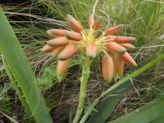 Aloe ecklonis