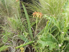 Aloe ecklonis