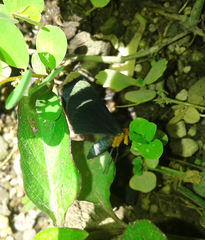 Melanchroia chephise