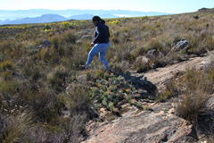 Protea amplexicaulis