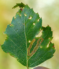 Stigmella lapponica