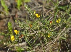 Aspalathus spinosa spinosa