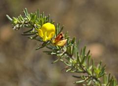 Aspalathus spinosa spinosa