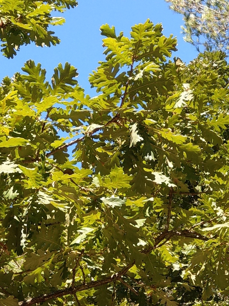 Hungarian Oak