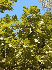 Quercus frainetto