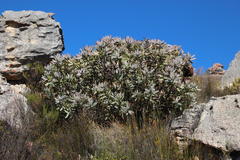 Protea