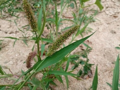 Setaria adhaerens