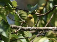 Setophaga castanea