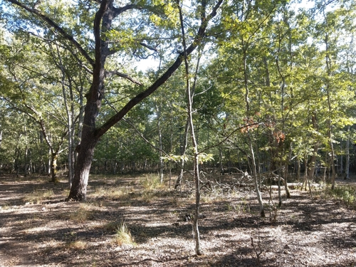 Turkey Oak
