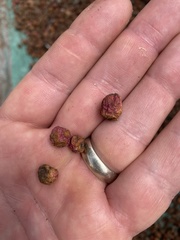 Olinia rochetiana