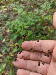 Physospermum cornubiense