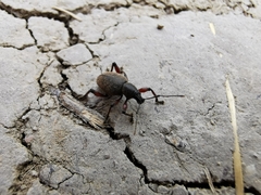 Otiorhynchus singularis