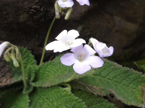Streptocarpus montigena