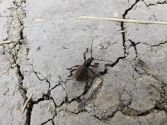 Otiorhynchus singularis