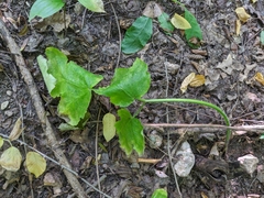 Heracleum sphondylium sibiricum