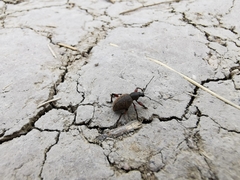 Otiorhynchus singularis