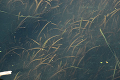 Vallisneria spiralis