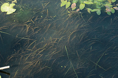 Vallisneria spiralis