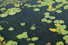 Vallisneria spiralis