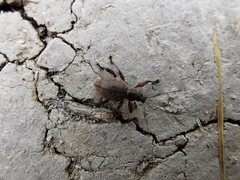 Otiorhynchus singularis