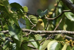Setophaga castanea