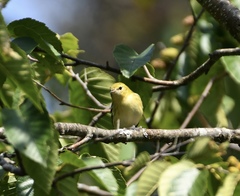 Setophaga castanea