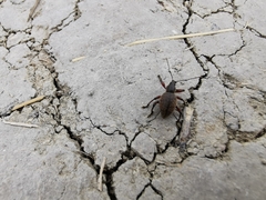 Otiorhynchus singularis