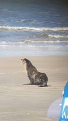 Arctocephalus tropicalis