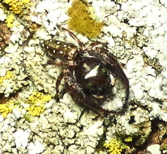 Parnaenus