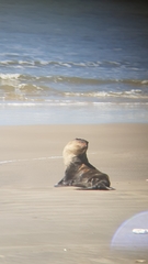 Arctocephalus tropicalis