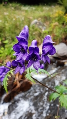 Aconitum degenii