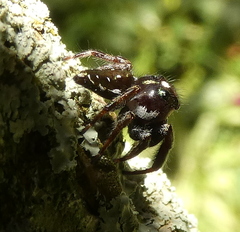 Parnaenus