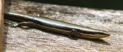 Marisora alliacea