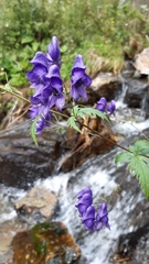 Aconitum degenii