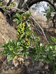 Anisomeria littoralis