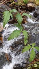 Aconitum degenii