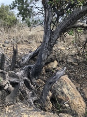 Anisomeria littoralis