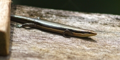 Marisora alliacea