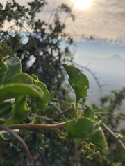 Anisomeria littoralis