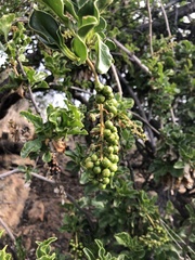 Anisomeria littoralis