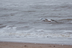 Chroicocephalus ridibundus