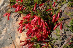 Erica haematosiphon