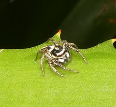 Leptofreya