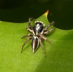 Leptofreya